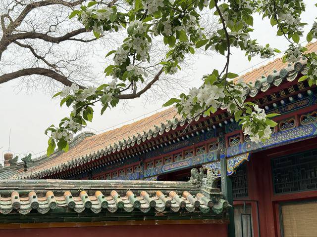 北海团城“三白共舞”美景上线,游客打卡