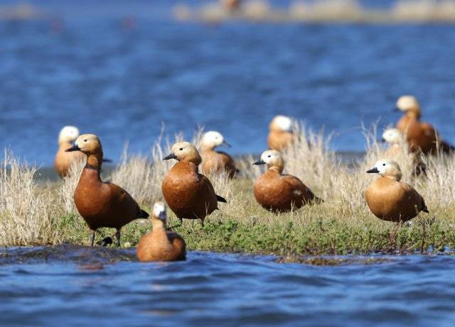 腾冲北海湿地为鸟类打造栖息天堂