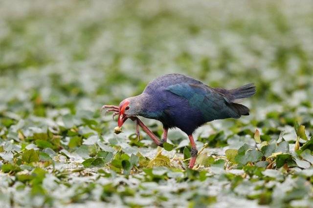 腾冲北海湿地为鸟类打造栖息天堂