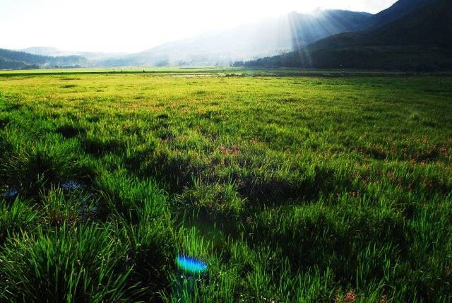 腾冲北海湿地为鸟类打造栖息天堂