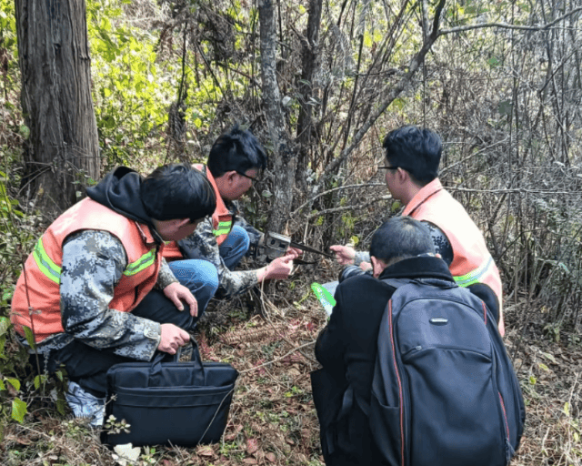 腾冲北海湿地为鸟类打造栖息天堂
