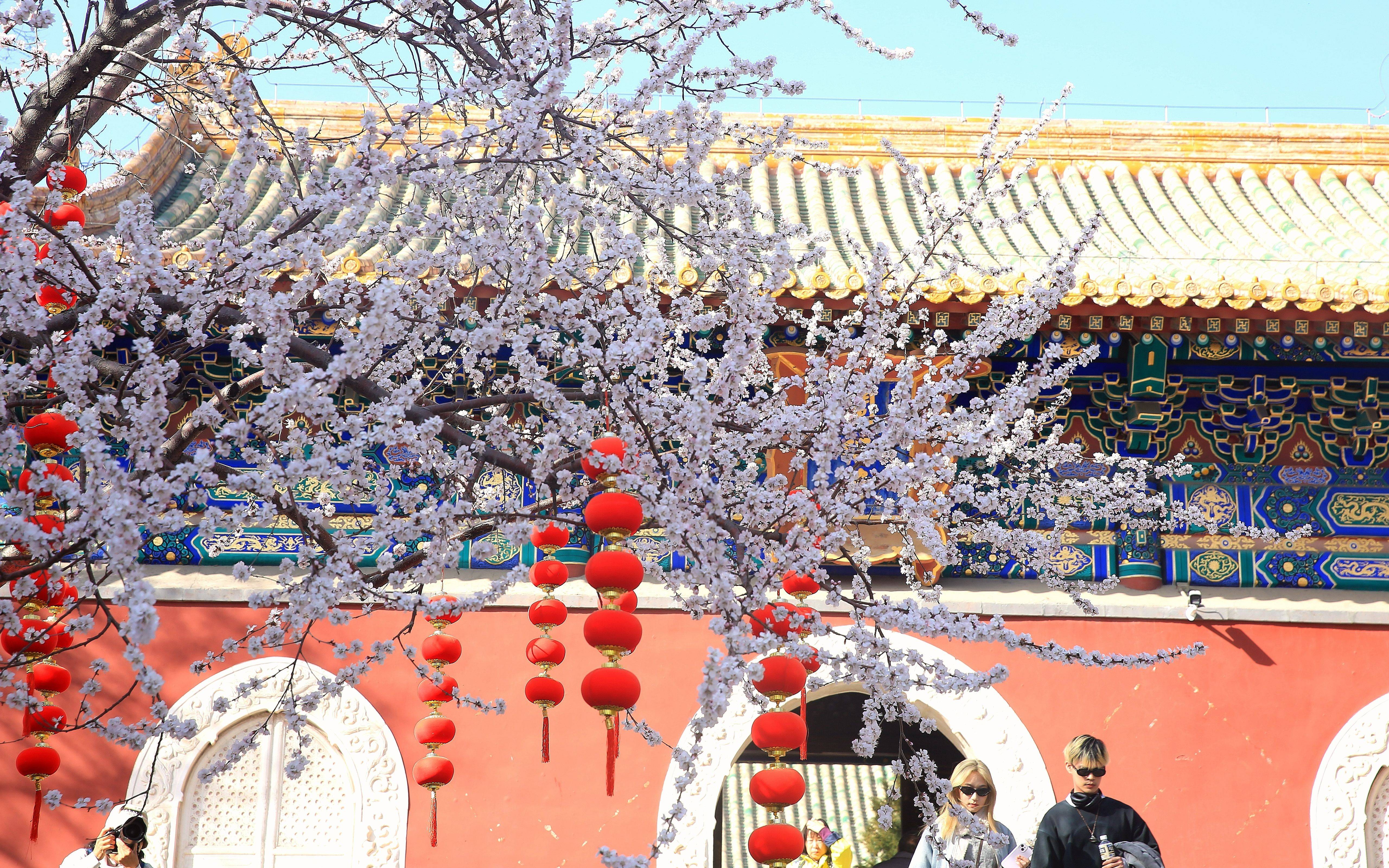 北海公园山桃花盛开