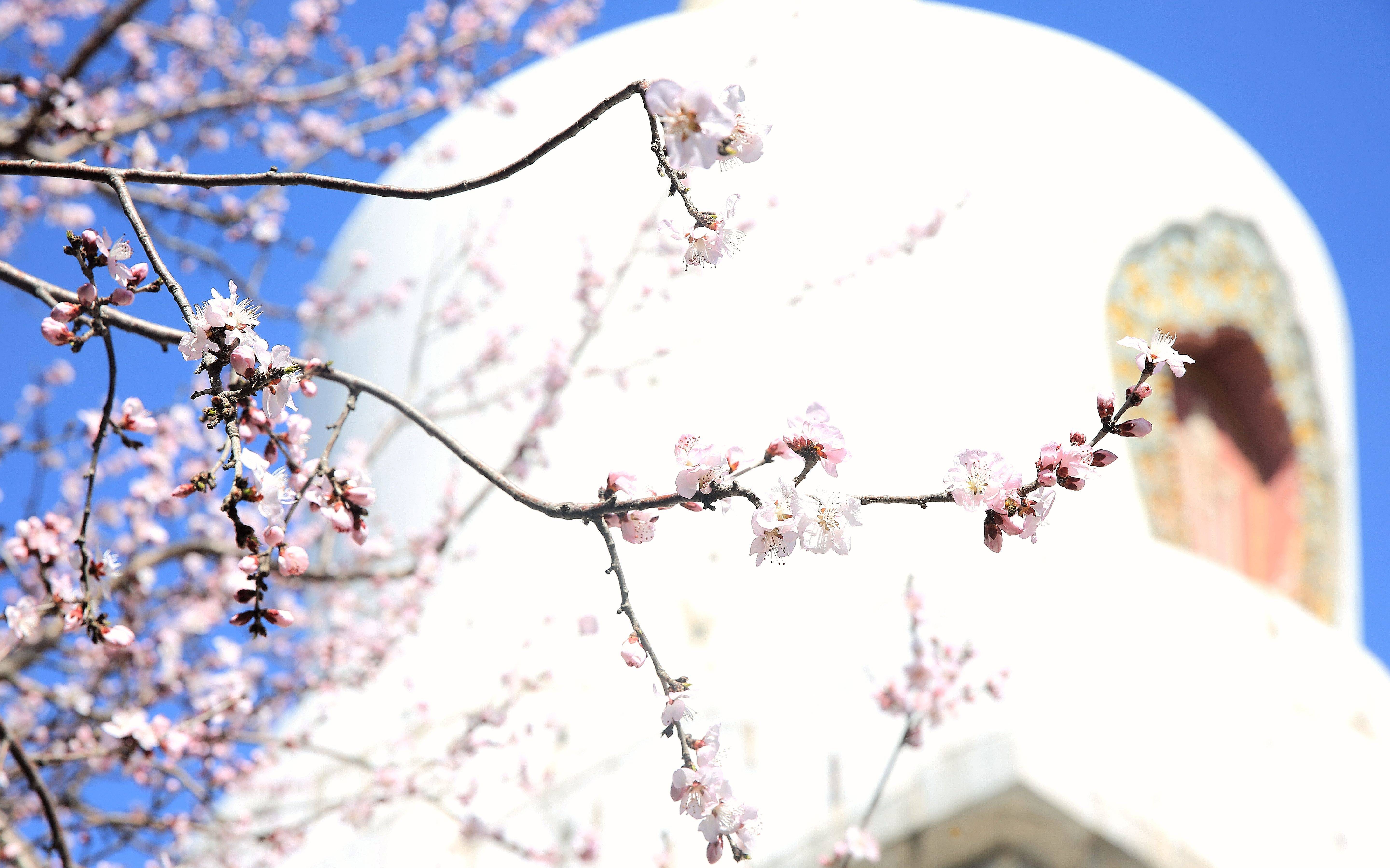 北海公园山桃花盛开
