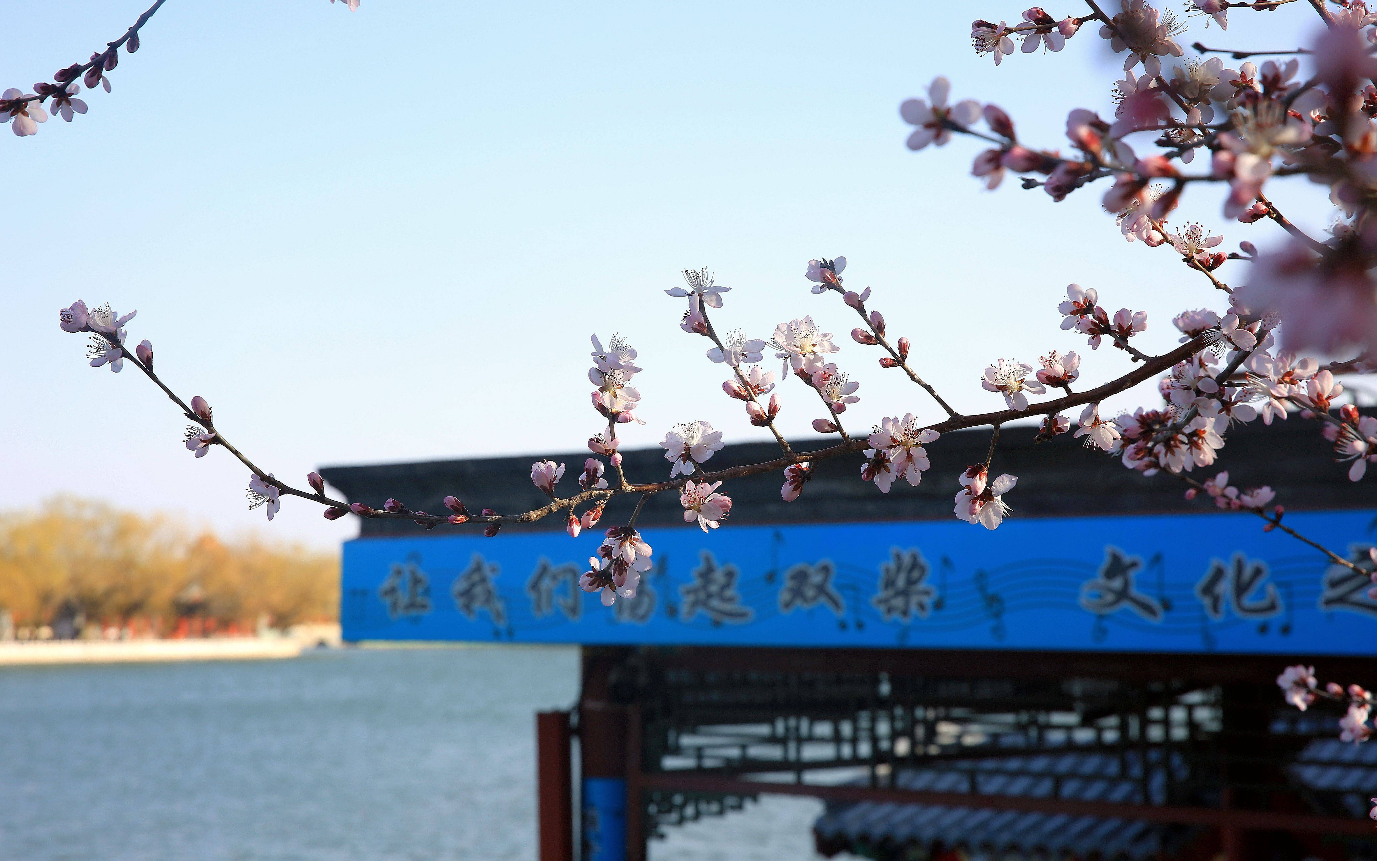 北海公园山桃花盛开