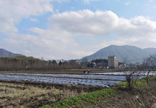 宣城旌德：“黄金果”铺就致富路
