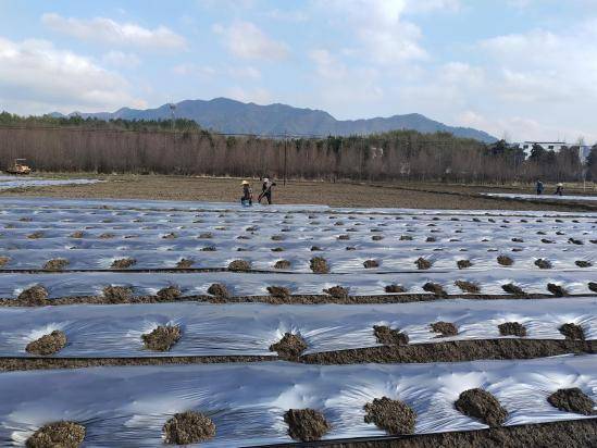 宣城旌德：“黄金果”铺就致富路