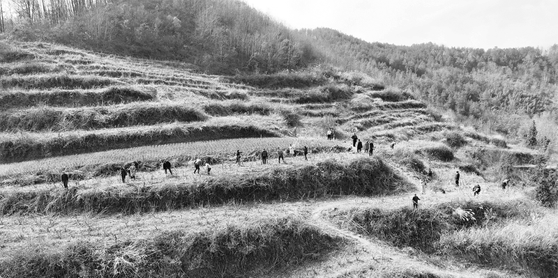 安康桑园管护正当时