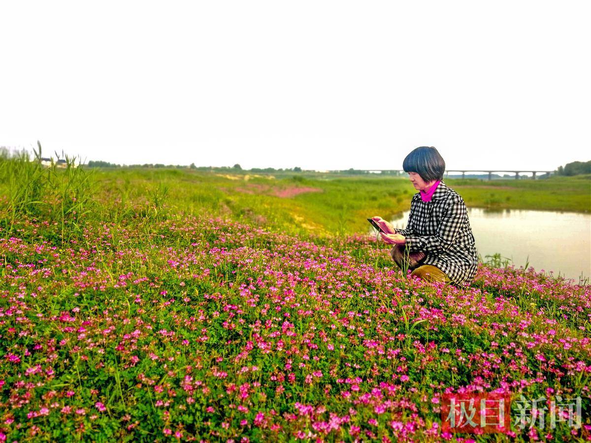 新洲举水河滩现天然花毯胜景