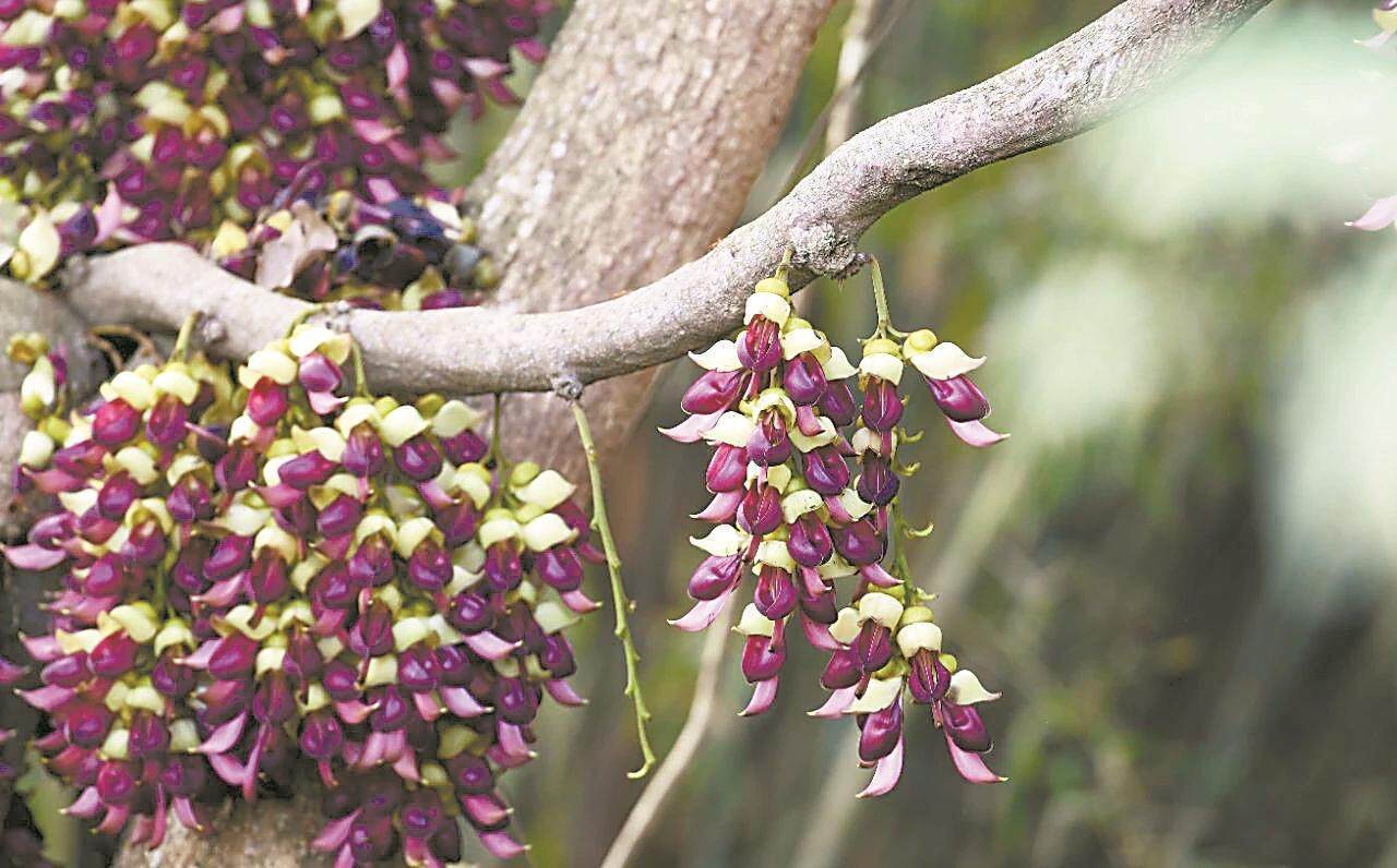 阳江新洲“禾雀栖枝”迎春来