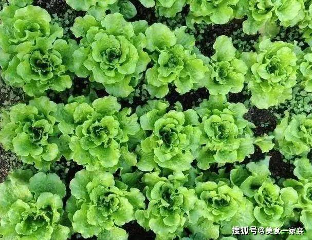 洋葱这么做超级好吃！还能祛痰润肠……洋葱的几种家常做法！