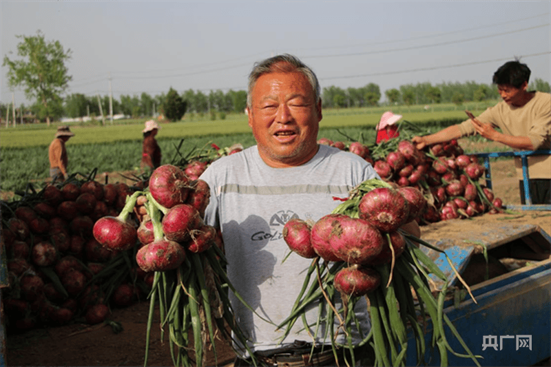 河南新野：洋葱种植拓宽群众致富路