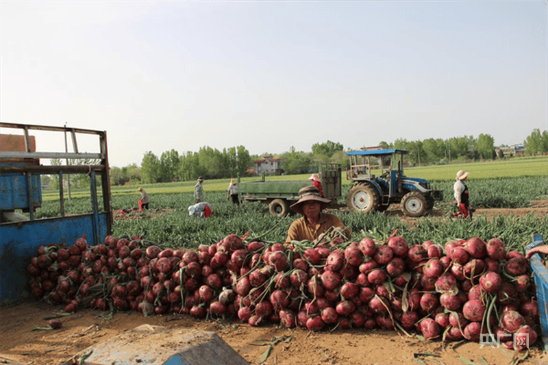 河南新野：洋葱种植拓宽群众致富路