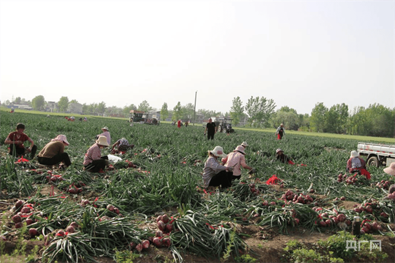 河南新野：洋葱种植拓宽群众致富路