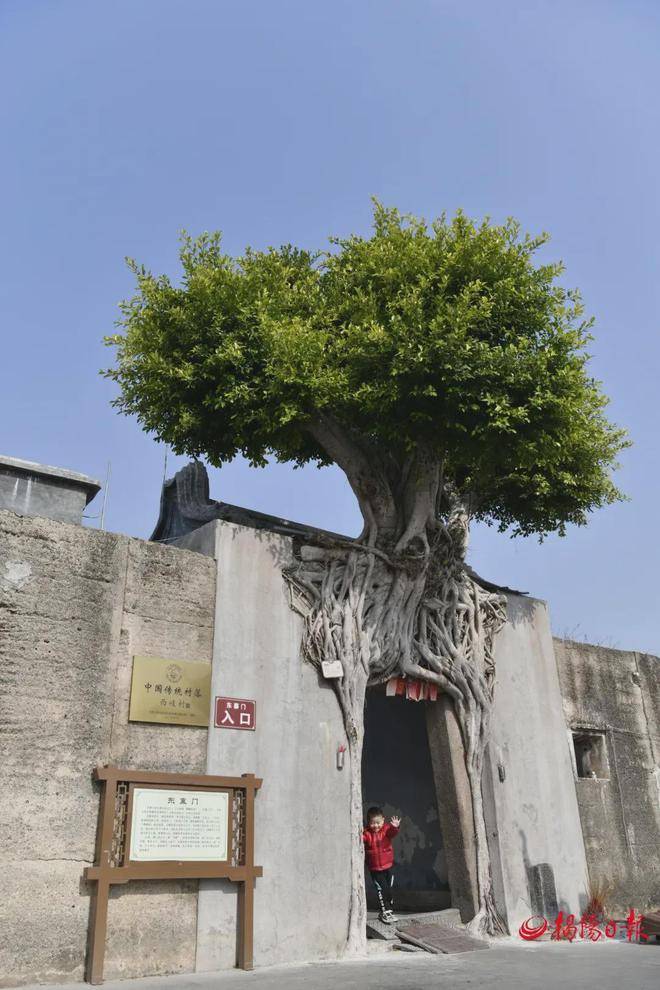 揭阳这棵树,上了新闻联播,有什么来头?