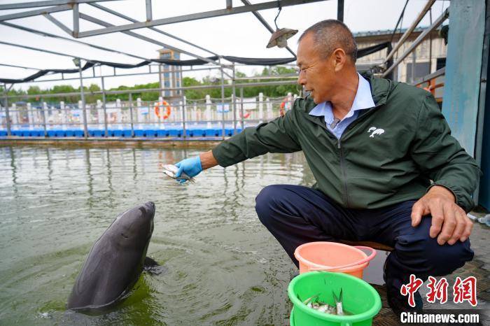 湖北石首：江豚跃浪天鹅洲 长江生态展新颜