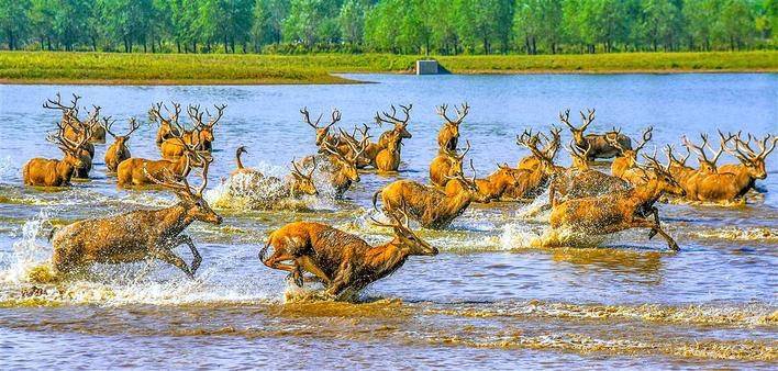 石首“麋鹿苑”展馆正式开放