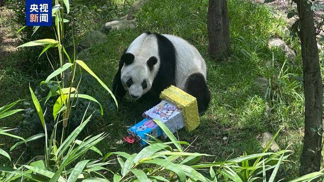 海外最长寿大熊猫迎来35岁生日