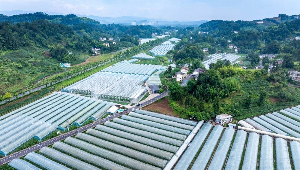 图片新闻｜南川：“果魔方”赋予番茄“数字生命”