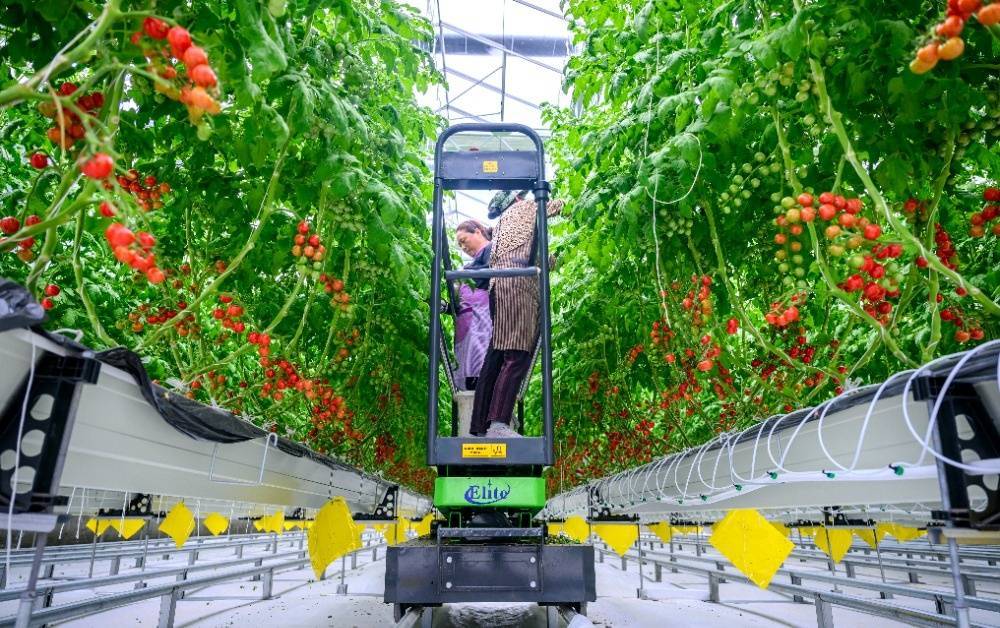 图片新闻｜南川：“果魔方”赋予番茄“数字生命”