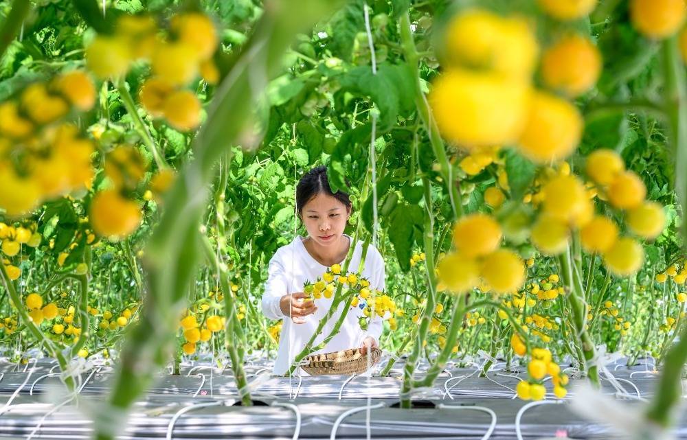 图片新闻｜南川：“果魔方”赋予番茄“数字生命”