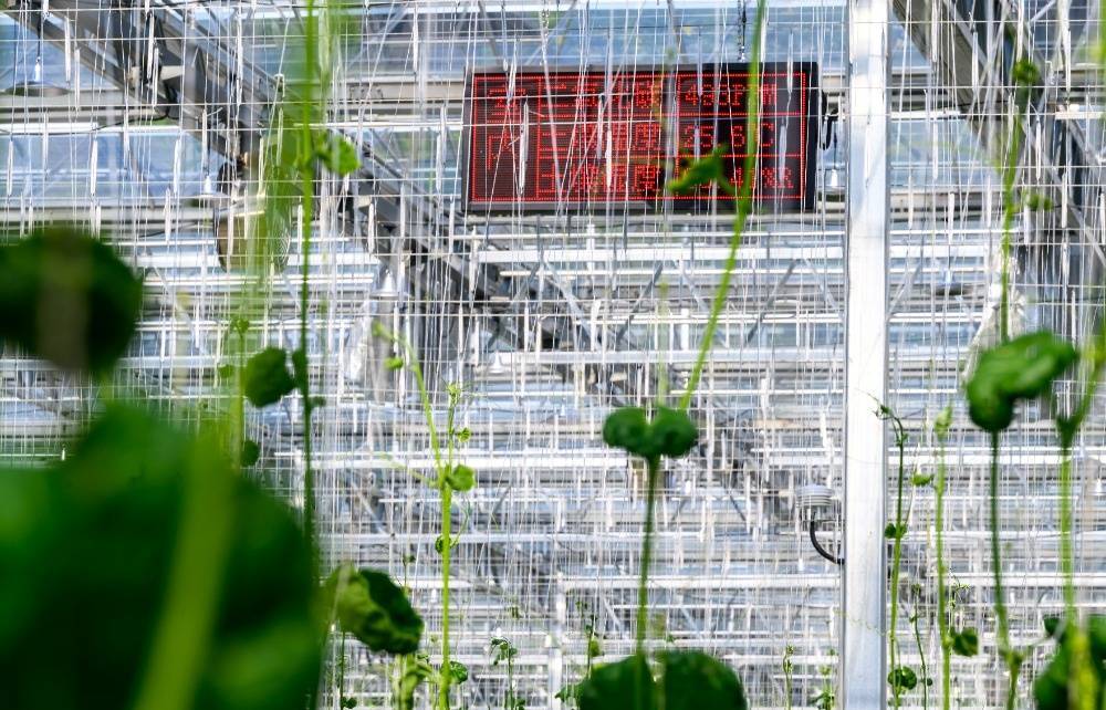 图片新闻｜南川：“果魔方”赋予番茄“数字生命”