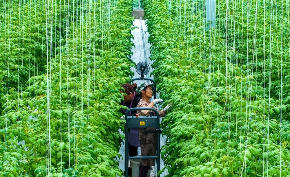 图片新闻｜南川：“果魔方”赋予番茄“数字生命”