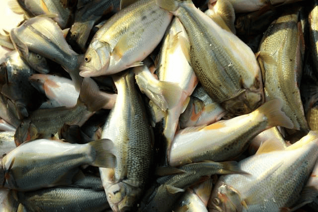 加州鲈鱼熟身、打转的症状，如何预防