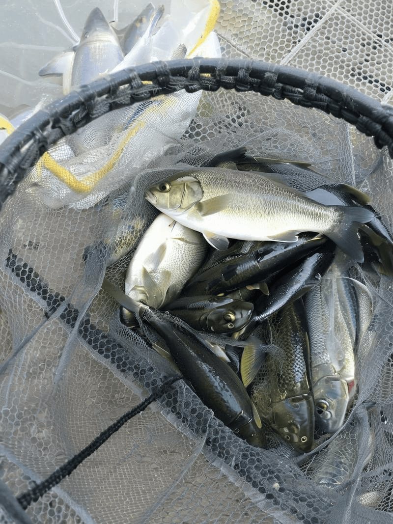 加州鲈鱼熟身、打转的症状，如何预防