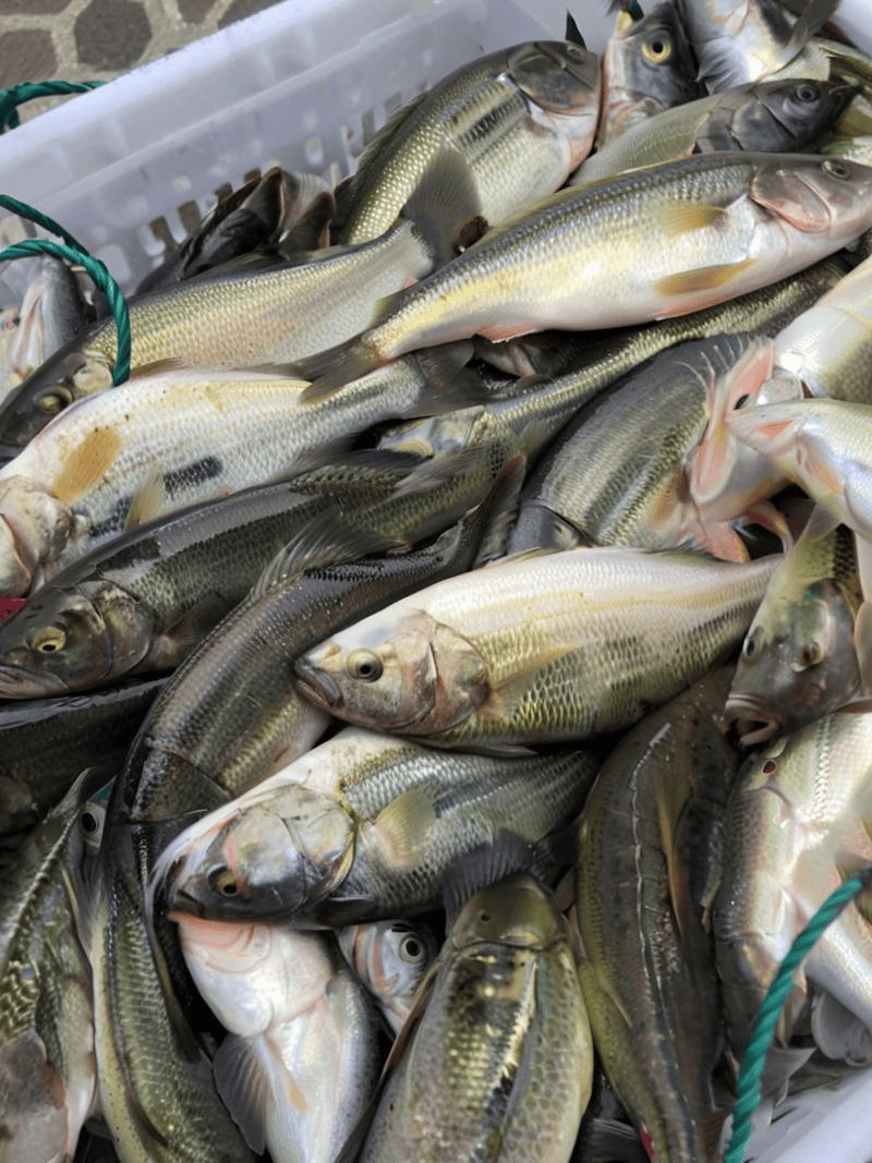 加州鲈鱼熟身、打转的症状，如何预防