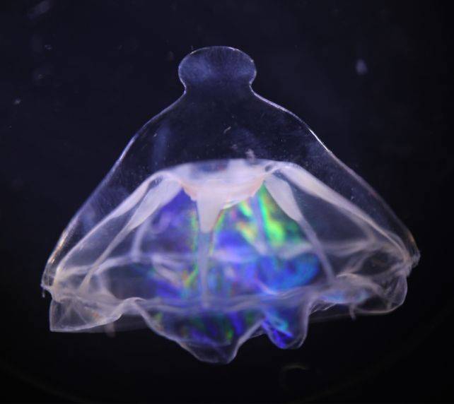 科学家在海洋中发现了水母不愿跨越的神秘屏障