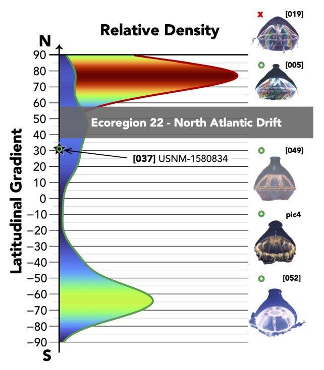 科学家在海洋中发现了水母不愿跨越的神秘屏障