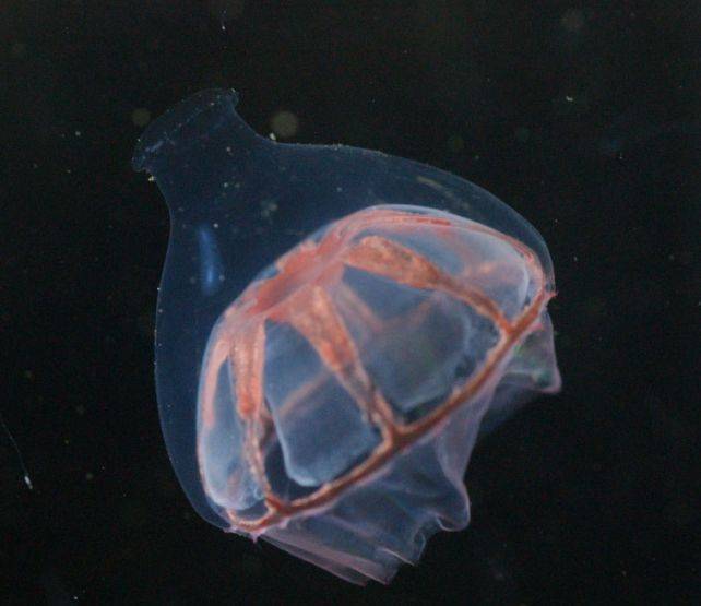 科学家在海洋中发现了水母不愿跨越的神秘屏障