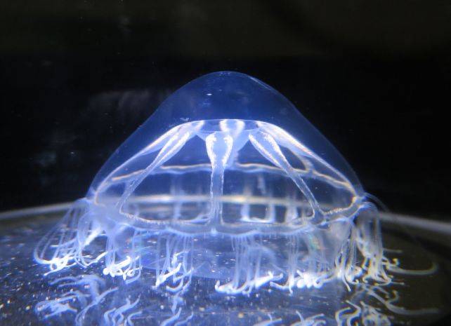 科学家在海洋中发现了水母不愿跨越的神秘屏障