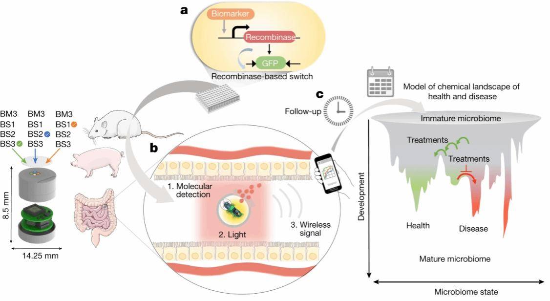 中国科学家开发出健康监测新技术，实现人类与肠道工程菌远程对话