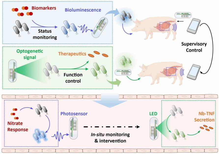 中国科学家开发出健康监测新技术，实现人类与肠道工程菌远程对话