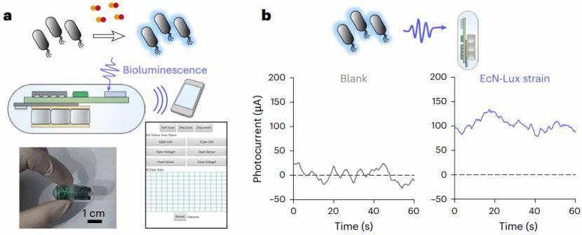 中国科学家开发出健康监测新技术，实现人类与肠道工程菌远程对话