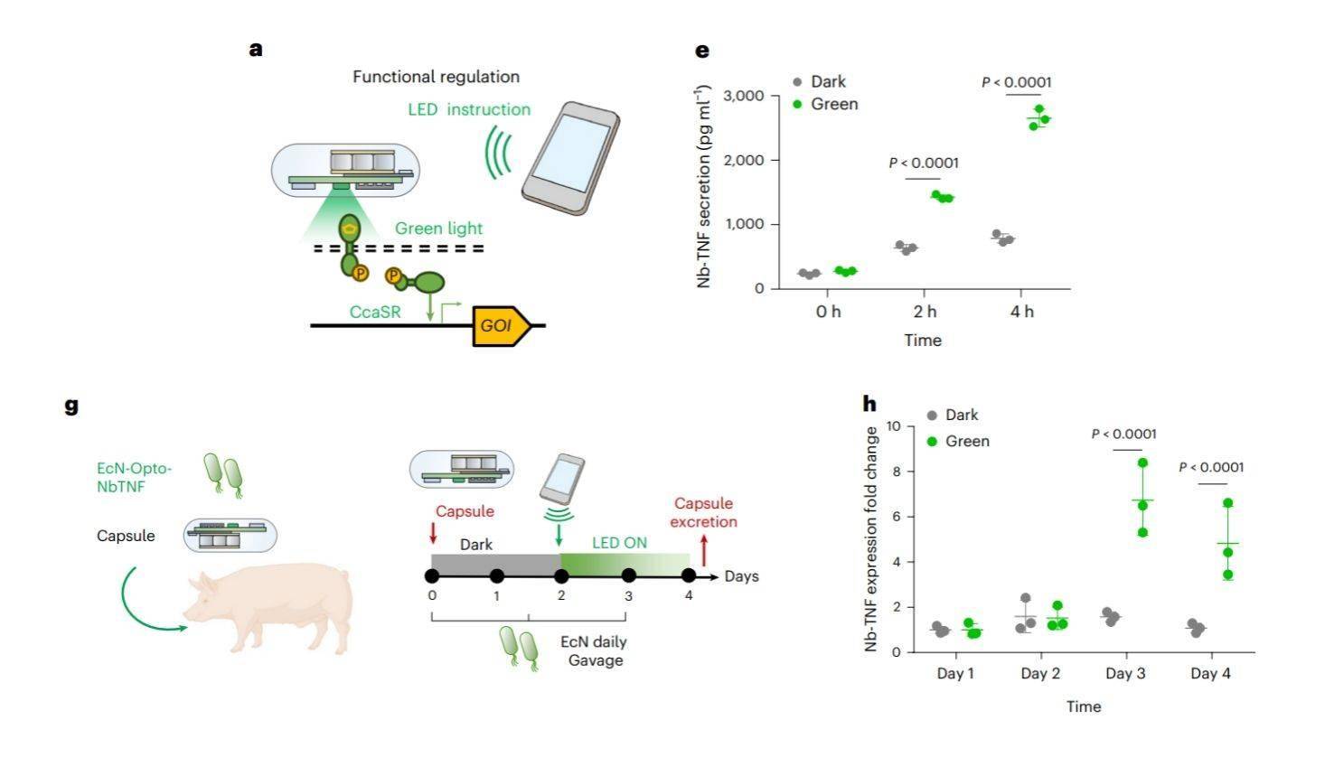 中国科学家开发出健康监测新技术，实现人类与肠道工程菌远程对话