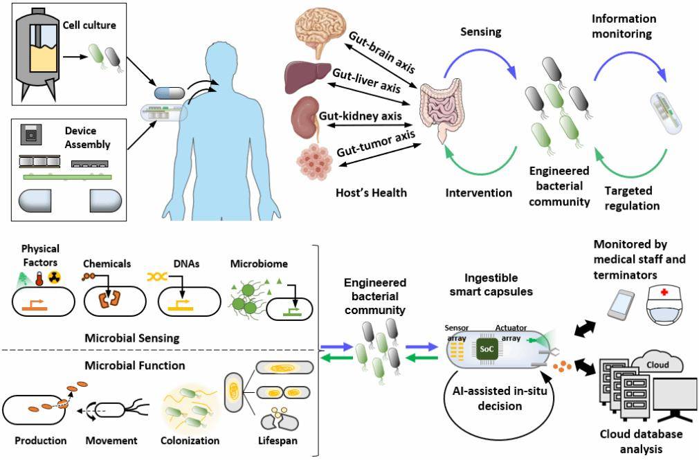 中国科学家开发出健康监测新技术，实现人类与肠道工程菌远程对话