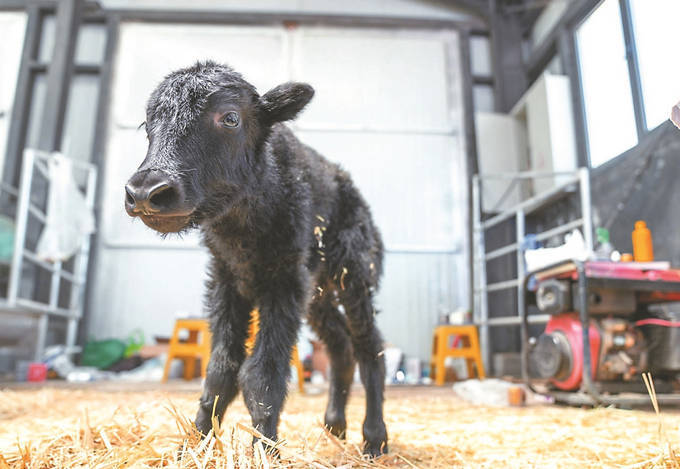 我国科学家成功克隆牦牛