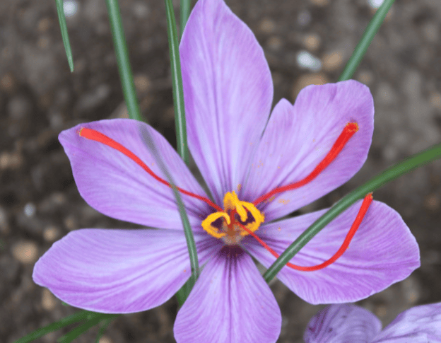 藏红花的作用与功能主治,藏红花对女性健康的秘密作用