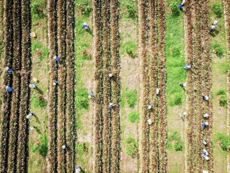 “海南鲜品”携手百果园发起食安公益倡议