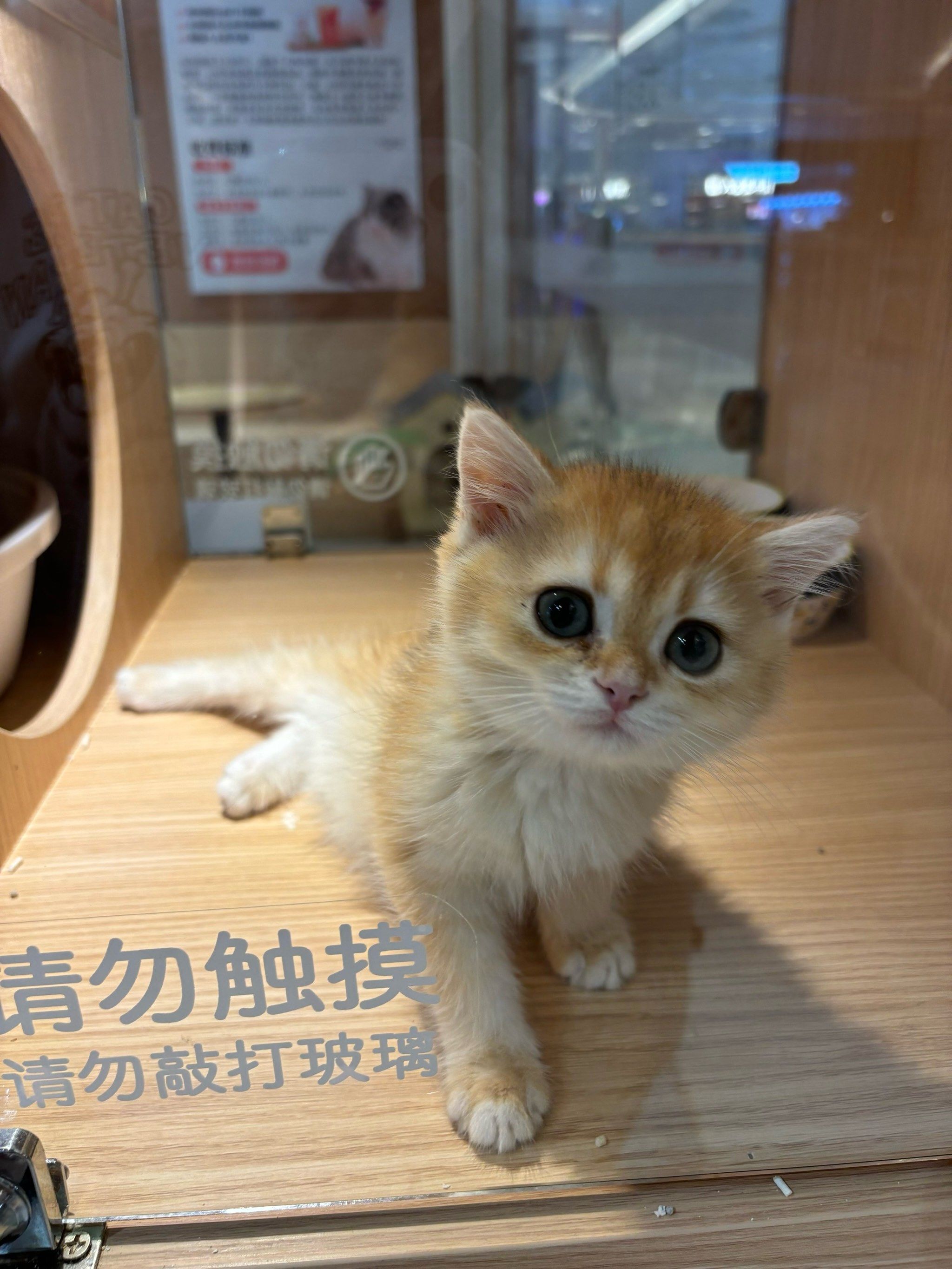 币猫交易所(猫币区块链官网)